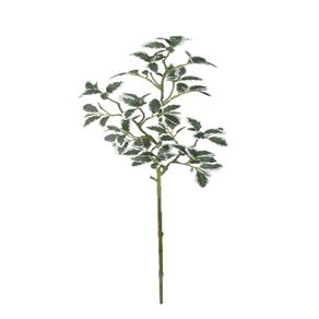 HOJAS-DE-FICUS-1-61760